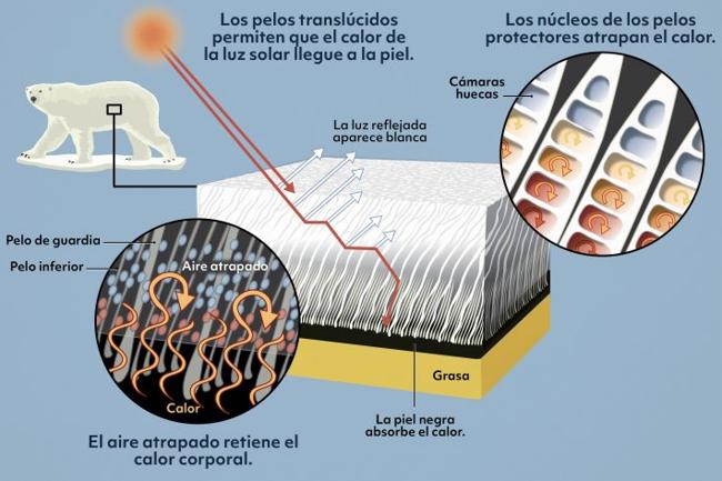 Crean Un Nuevo Tejido Que Atrapa El Calor Como La Piel Del Oso Polar